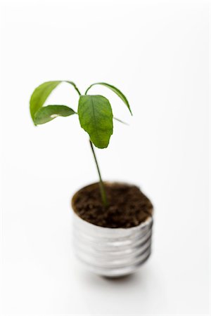 Seedling growing out of light bulb base Foto de stock - Sin royalties Premium, Código: 695-05779396