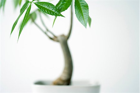 simsearch:622-06191335,k - Gros plan de l'arbre de soie de soie en pot, recadrée Photographie de stock - Premium Libres de Droits, Code: 695-05779538