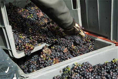 Worker transferring grapes to large bins, cropped Foto de stock - Sin royalties Premium, Código: 695-05779697
