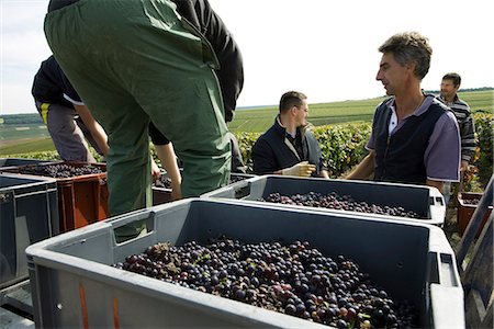 France, Champagne-Ardenne, Aube, wine harvesters loading bins of grapes in vineyard Foto de stock - Royalty Free Premium, Número: 695-05779704