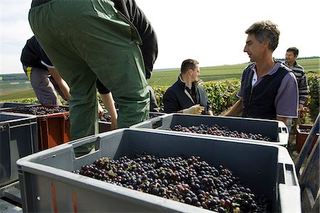 shipping containers on trucks - France, Champagne-Ardenne, Aube, wine harvesters loading bins of grapes in vineyard Stock Photo - Premium Royalty-Free, Code: 695-05779704