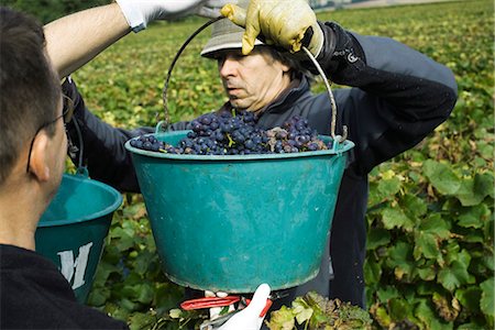 France, Champagne-Ardenne, Aube, workers holding buckets of grapes in vineyard Foto de stock - Sin royalties Premium, Código: 695-05779709