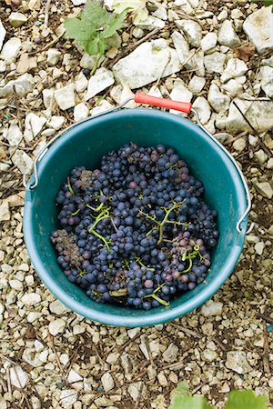 Grapes in plastic bucket, high angle view Foto de stock - Sin royalties Premium, Código: 695-05779703