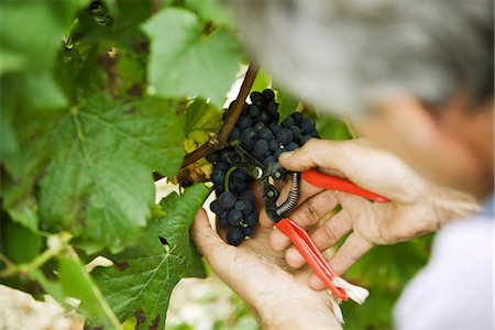 Man cutting grapes off vine, cropped view Foto de stock - Royalty Free Premium, Número: 695-05779717