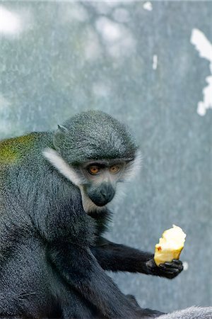 Diana Monkey (Cercopithecus diana), eating fruit Stock Photo - Premium Royalty-Free, Code: 695-05779727