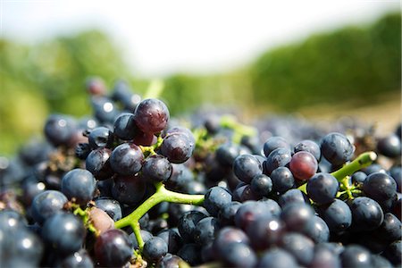 Grapes, close-up Foto de stock - Royalty Free Premium, Número: 695-05779720