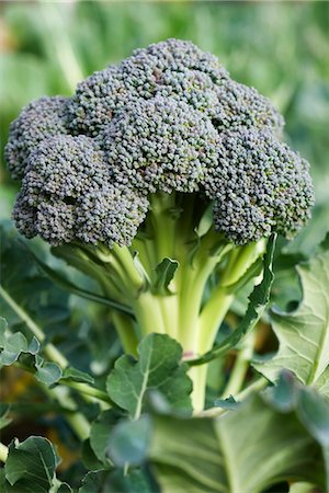 Broccoli growing in vegetable garden Stock Photo - Premium Royalty-Free, Code: 695-05779797