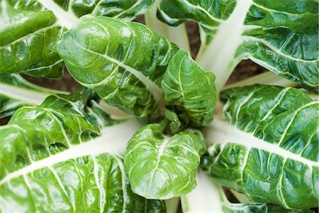 Swiss chard growing in vegetable garden, viewed from above, close-up Stock Photo - Premium Royalty-Free, Code: 695-05779801