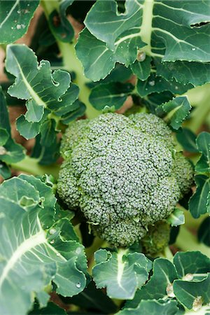 Broccoli growing in vegetable garden Foto de stock - Sin royalties Premium, Código: 695-05779811