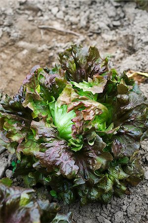 simsearch:632-03027386,k - Batavia rot Salat wächst im Gemüse-Garten Stockbilder - Premium RF Lizenzfrei, Bildnummer: 695-05779830