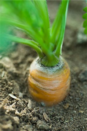 Carrot growing in garden, close-up Foto de stock - Sin royalties Premium, Código: 695-05779844