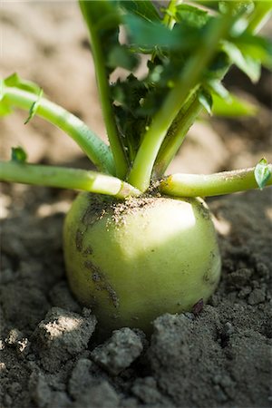 simsearch:632-03027386,k - Weiße Radieschen wachsen im Gemüsegarten Stockbilder - Premium RF Lizenzfrei, Bildnummer: 695-05779846