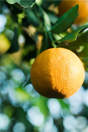 Clementine growing on tree, close-up Fotografie stock - Premium Royalty-Free, Codice: 695-05779841