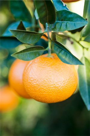 Clementines growing on tree, close-up Foto de stock - Sin royalties Premium, Código: 695-05779843