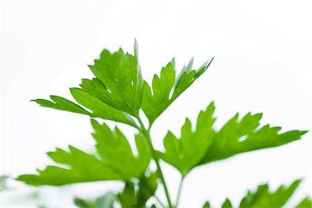 flat leaf parsley - Parsley growing in vegetable garden, close-up Foto de stock - Sin royalties Premium, Código: 695-05779854