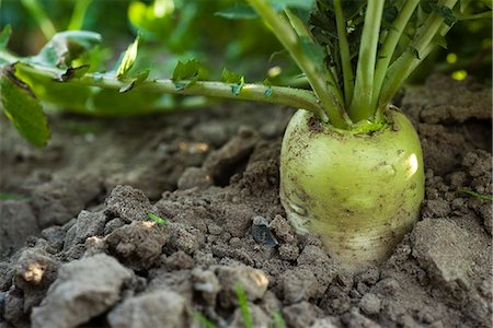simsearch:632-03027386,k - Weiße Radieschen wachsen im Gemüsegarten Stockbilder - Premium RF Lizenzfrei, Bildnummer: 695-05779852
