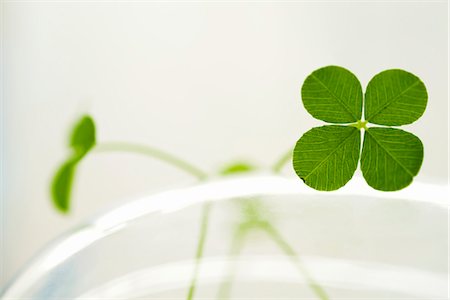 Four-leaf clover Foto de stock - Sin royalties Premium, Código: 695-05770544