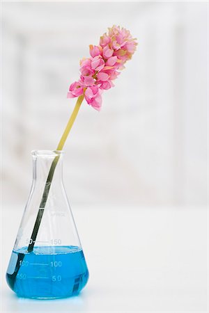 flask - Artificial flower in beaker with blue liquid Stock Photo - Premium Royalty-Free, Code: 695-05770674