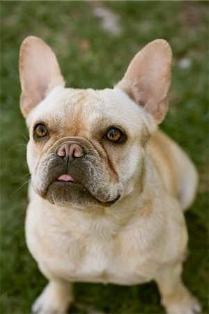 french bulldog not puppy - French Bulldog Stock Photo - Premium Royalty-Free, Code: 695-05770861