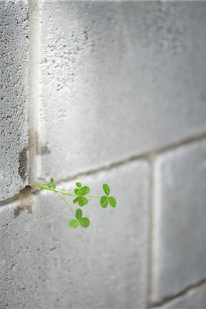 Weed growing out from crack in wall Foto de stock - Sin royalties Premium, Código: 695-05770886