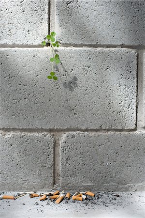 Weed growing out from crack in wall, discarded cigarette butts on ground Stock Photo - Premium Royalty-Free, Code: 695-05770888