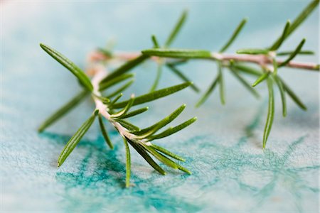 rosemary sprig - Rosemary sprig Stock Photo - Premium Royalty-Free, Code: 695-05771432