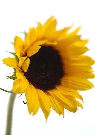 Sunflower Foto de stock - Sin royalties Premium, Código: 695-05772069