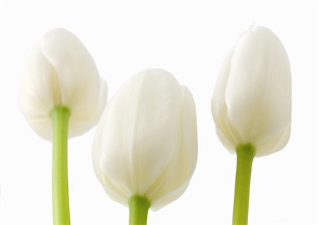 simsearch:695-05772078,k - White tulips Foto de stock - Sin royalties Premium, Código: 695-05772077