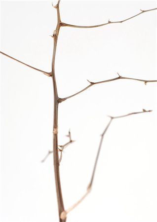 dead tree branched - Bare branch Stock Photo - Premium Royalty-Free, Code: 695-05772084