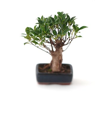 simsearch:696-03402861,k - Bonsai tree Foto de stock - Royalty Free Premium, Número: 695-05772087