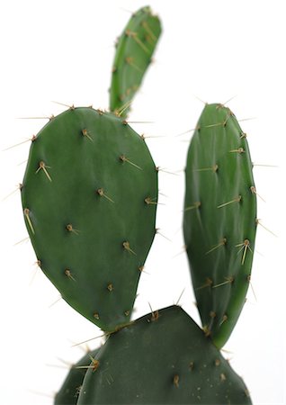 figuier de barbarie - Prickly pear cactus Photographie de stock - Premium Libres de Droits, Code: 695-05772102