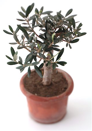 simsearch:696-03402861,k - Olive tree in pot Foto de stock - Royalty Free Premium, Número: 695-05772103