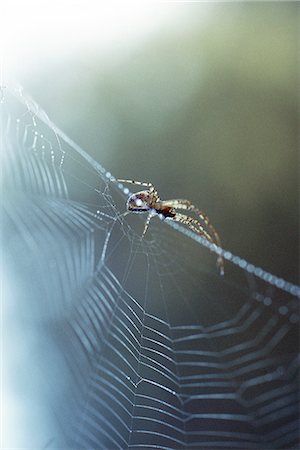 Araignée sur la toile d'araignée Photographie de stock - Premium Libres de Droits, Code: 695-05772236