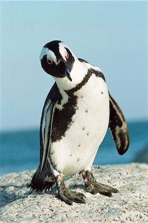 Pingouin Jackass, péninsule du Cap, en Afrique du Sud Photographie de stock - Premium Libres de Droits, Code: 695-05772242