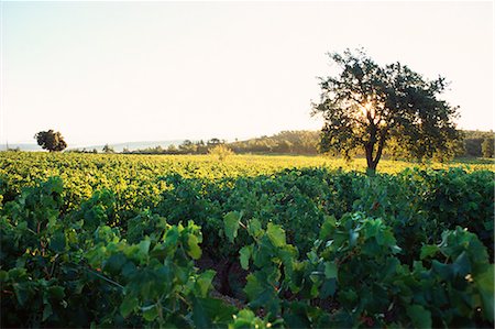 Vineyard Foto de stock - Sin royalties Premium, Código: 695-05772279