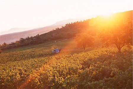 sunrise harvest - Vineyard Stock Photo - Premium Royalty-Free, Code: 695-05772283