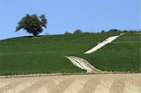 France, Champagne-Ardenne, rolling fields Stock Photo - Premium Royalty-Free, Code: 695-05772405