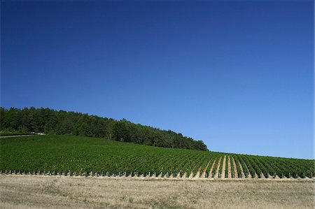 france countryside hills - France, Champagne-Ardenne, vineyard Stock Photo - Premium Royalty-Free, Code: 695-05772407