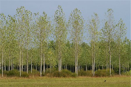 poplar - France, Jura, poplar trees Stock Photo - Premium Royalty-Free, Code: 695-05772422