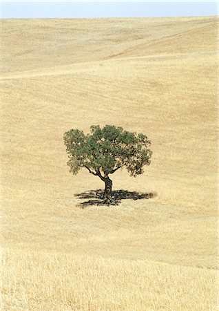 photo of lone tree in the plain - Italy, Sicily, olive tree in field Stock Photo - Premium Royalty-Free, Code: 695-05772491