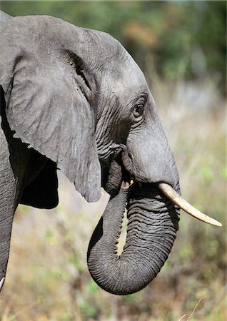 African Bush Elephant (Loxodonta africana) with trunk in mouth, close-up of head, profile Fotografie stock - Premium Royalty-Free, Codice: 695-05772906