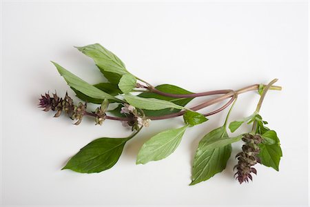 sprig - Fresh basil sprigs Stock Photo - Premium Royalty-Free, Code: 695-05780077