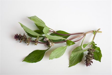 flowers isolated white background - Fresh basil sprigs Foto de stock - Sin royalties Premium, Código: 695-05780077