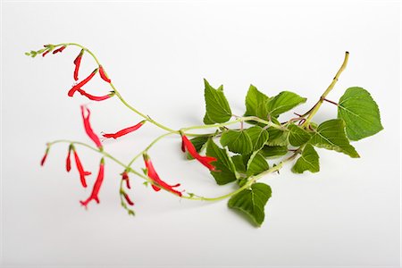 sage blossom - Pineapple sage (Salvia elegans) Stock Photo - Premium Royalty-Free, Code: 695-05780109