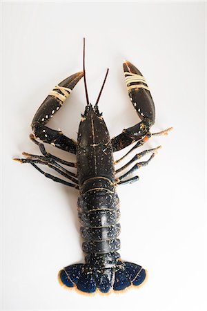 fresh food - Fresh lobster Stock Photo - Premium Royalty-Free, Code: 695-05780198