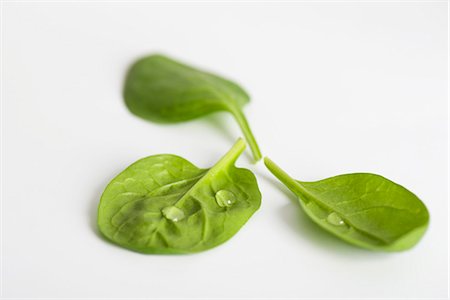 spinach - Fresh baby spinach Stock Photo - Premium Royalty-Free, Code: 695-05780218