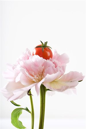 simsearch:633-01715311,k - Cherry tomato resting on carnation, close-up Foto de stock - Sin royalties Premium, Código: 695-03378444