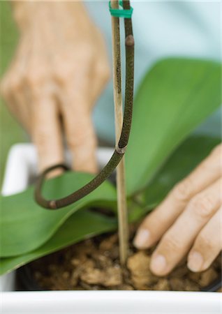 stake - Woman caring for orchid, close-up of hands Stock Photo - Premium Royalty-Free, Code: 695-03373812