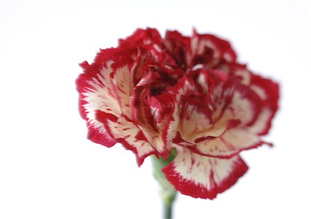 Variegated carnation, close-up Stock Photo - Premium Royalty-Free, Code: 695-03388162