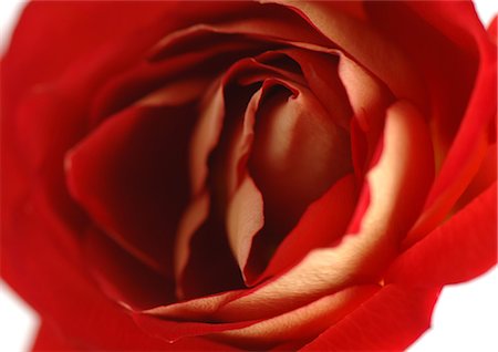 simsearch:633-01837098,k - Red rose, close-up Foto de stock - Sin royalties Premium, Código: 695-03388163